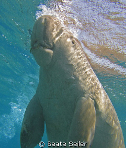 Taking a deep breath , Dugong , Canon S70 by Beate Seiler 